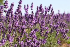 Close-up of lavender in a field